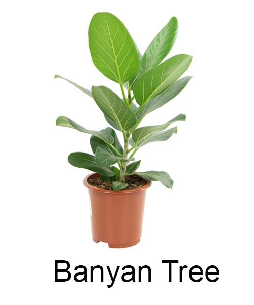 Banyan Tree